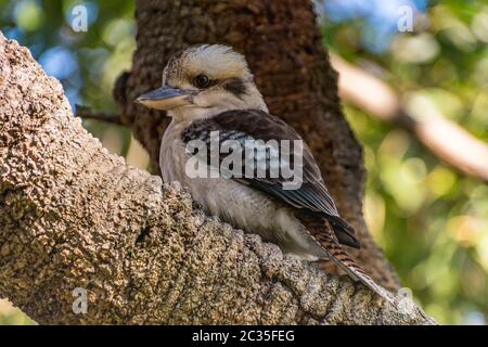 Australisch lachende Kookaburra in einem Banksia Baum in Koala Shores, Lemon Tree Passage in Port Stephens, NSW, Australien. Stockfoto