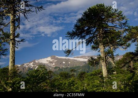 Wald aus Affenrätselbaum Araucaria araucana und Gebirge im Hintergrund. Conguillio-Nationalpark. Region Araucania. Chile. Stockfoto