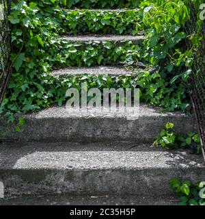 Efeu wächst Zement Treppen Stockfoto