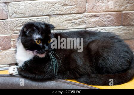 Schwarze schottische Katze an der Ziegelwand, Hauskatzen zum Thema Stockfoto