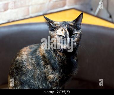 motley die Katze sitzt an der Ziegelwand, dem Thema Hauskatzen Stockfoto