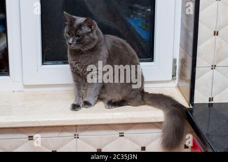 Auf der Fensterbank sitzt eine große graue Katze, das Thema Hauskatzen Stockfoto