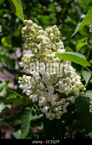 Weiße Fliederblüten im Garten im Frühling Stockfoto