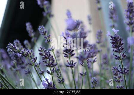 Duftende lila Blüten von Lavendel (Lavandula angustifolia) Stockfoto