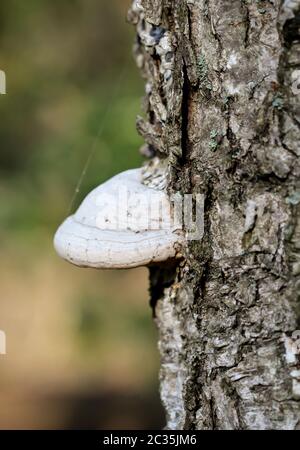 Pilze, Pilze bevölkern den Wald und füllen ihn mit Leben Stockfoto