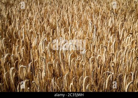 Getreide, Weizenfeld mit reifen Ähren reif für die Ernte Stockfoto