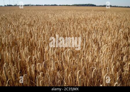 Getreide, Weizenfeld mit reifen Ähren reif für die Ernte Stockfoto