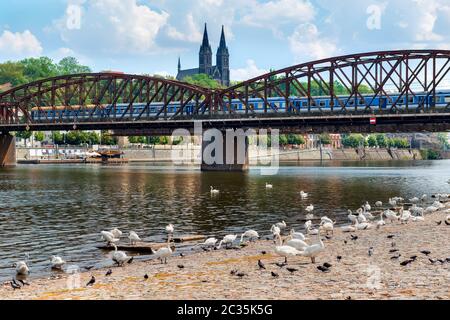 Schwäne in der Nähe der Eisenbahnbrücke Stockfoto