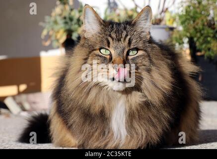 Eine hübsche Norwegische Waldkatze leckt ihre Nase Stockfoto