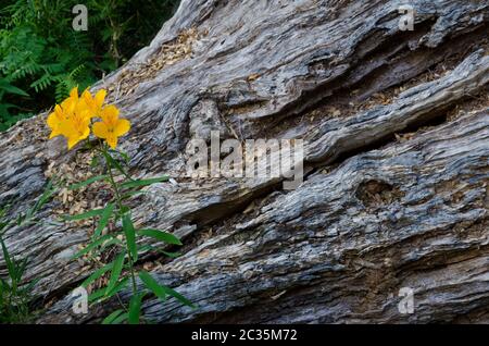 Peruanische Lilie Alstroemeria aurea und Baumstamm. Conguillio-Nationalpark. Region Araucania. Chile. Stockfoto