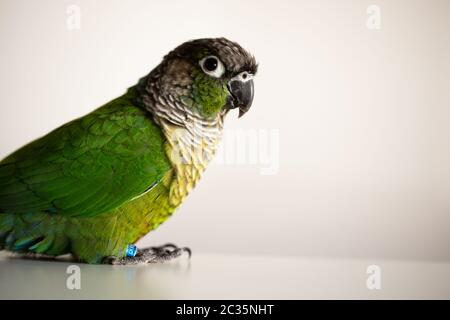 Captive Green Wangenkur mit blauem Beinring (Pyrrhura molinae) Stockfoto