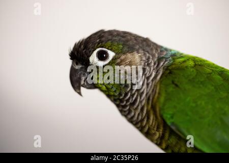 Captive Green Wangenkur mit blauem Beinring (Pyrrhura molinae) Stockfoto