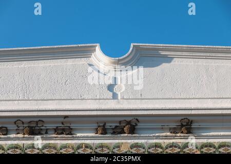 Schlucken Nester an der Wand eines traditionellen Haus in Portugal hängen Stockfoto