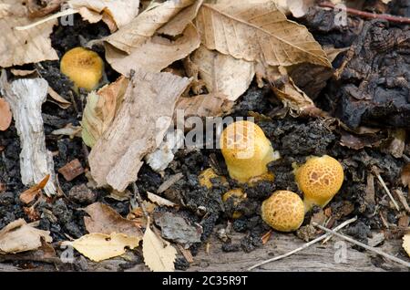 Pilze auf dem Boden des Conguillio-Nationalparks. Region Araucania. Chile. Stockfoto