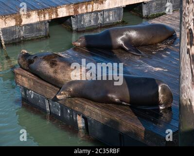 Drei Seelöwen faul in der Sonne liegend am Pier 39 in San Francisco Stockfoto