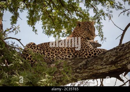 Leopard liegend auf Zweig durch Blätter gerahmt Stockfoto