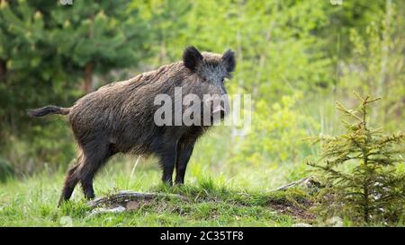 Dominante Wildschwein, sus scrofa, Anzeigen auf einem Hügel in der Nähe von Little Fichte. Wilde Tiere, die auf einen Horizont am Horizont auf der Lichtung im Wald. Starke Stockfoto