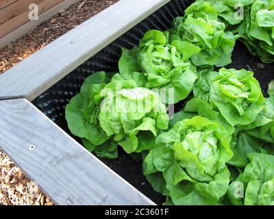 Grüner Kohlsalat in einem hölzernen Hochgartenbett aus Holz Stockfoto