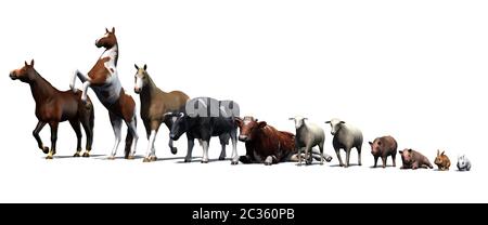 Tiere auf dem Bauernhof mit Schatten auf dem Boden Stockfoto