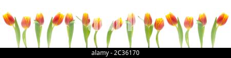 Banner von Rot und Orange Tulpen isoliert auf weißem Stockfoto