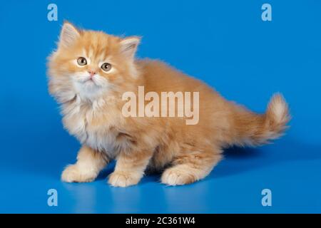 Studiofotografie von hochlandigen, geraden Katzen auf farbigen Hintergründen Stockfoto