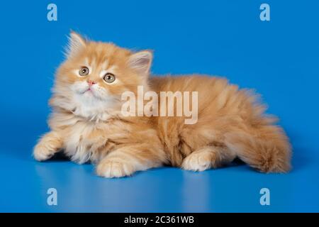 Studiofotografie von hochlandigen, geraden Katzen auf farbigen Hintergründen Stockfoto