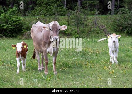 Eine Mutterkuh und ihre beiden Kälber auf einer Wiese In Österreich Stockfoto