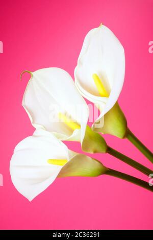 Schöne drei weiße Calla Lilie Blüten sind auf rosa Hintergrund. Stockfoto