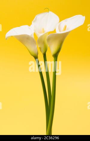 Drei weiße Calla Lilienblüten sind auf gelbem Hintergrund. Stockfoto