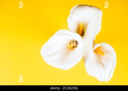 Drei weiße Calla Lilie Arum Blüten sind auf gelbem Hintergrund. Stockfoto