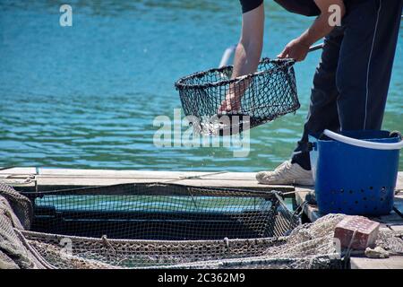 Mittelteil des Mannes, der in der Fischfarm arbeitet und Fische fängt Stockfoto