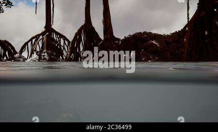 Über und unter der Meeresoberfläche in der Nähe von Mangrovenbäumen Stockfoto