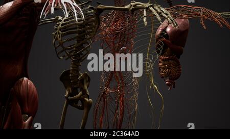 3D-Anatomie illustration Animierte Stockfoto