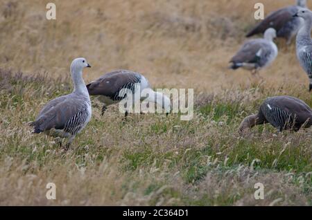 Upland Geese Chloephaga picta . Nationalpark Torres del Paine. Ultima Esperanza Provinz. Magallanes und chilenische Antarktis. Patagonien In Chile. Stockfoto