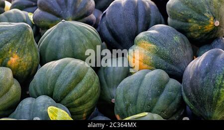 Farm direkt Eichel Squash Stockfoto