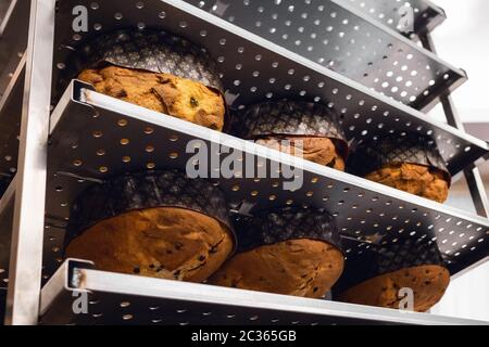 Italienische traditionelle chirstmas Panettone in einem Metallregal auf den Kopf gestellt kurz nach dem Kochen, um abzukühlen und Mantein die Form in einem italienischen Bäcker Stockfoto