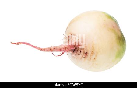 Taproot frische Wassermelone Rettich auf weißem Hintergrund Stockfoto