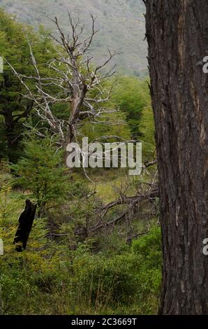 Toter Baum im Torres del Paine Nationalpark. Ultima Esperanza Provinz. Magallanes und chilenische Antarktis. Chile. Stockfoto