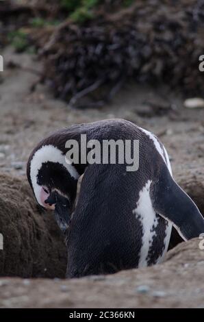 Magellanpinguin Spheniscus magellanicus Präening. Otway Sound and Penguin Reserve. Magallanes Magallanes und chilenische Antarktis. Ch Stockfoto