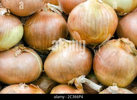 Gelbe süße Zwiebeln auf dem Markt erhältlich Stockfoto