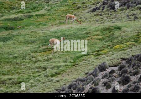 Vicunas Vicugna vicugna auf einer Wiese grasen. Lauca Nationalpark. Arica y Parinacota Region. Chile. Stockfoto