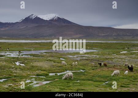 Alpakas Vicugna pacos grasen auf einer Wiese. Cotacotani Seen. Lauca Nationalpark. Arica y Parinacota Region. Chile. Stockfoto