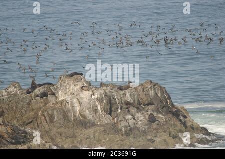 Südamerikanische Seelöwen Otaria flavescens und guanay Kormorane Leucocarbo Bougainvillii im Hintergrund. Las Cuevas. Arica. Arica y Parinacota Reg Stockfoto