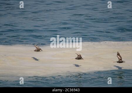 Peruanische Pelikane Pelecanus Thagus im Flug. Las Cuevas. Arica. Arica y Parinacota Region. Chile. Stockfoto