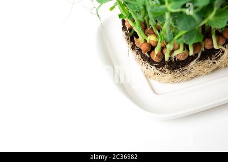 Wachsende Erbse Sprossen in schwarzer Erde. Gesunde Ernährung, Vegetarische Konzept Stockfoto