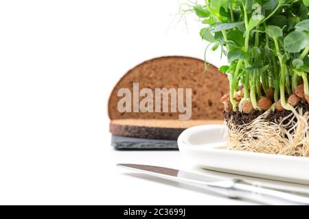 Wachsende Erbse Sprossen in schwarzer Erde. Gesunde Ernährung, Vegetarische Konzept Stockfoto