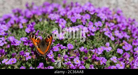 Schmetterling kleine toroiseshell (Nymphalis urticae) auf eine violette Blume Stockfoto