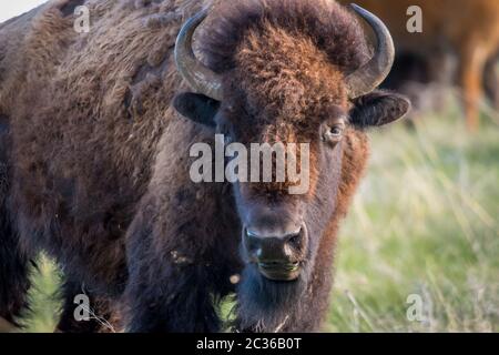 Bison im Bereich der Custer State Park, South Dakota Stockfoto