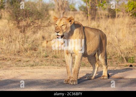 Eine wachsam, wohlgenährte, Erwachsene Löwin im Krüger Nationalpark in Südafrika. Stockfoto