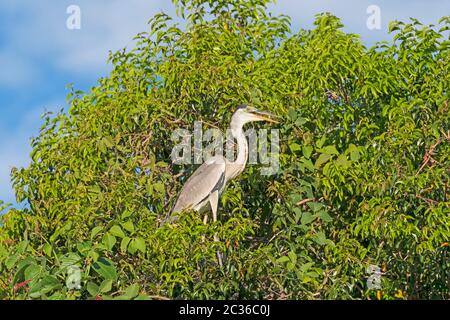 Cocoi Heron in einem Pantanal Baum im Pantanal Nationalpark in Brasilien Stockfoto